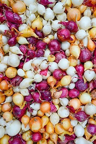 Onion Sets for Planting - White, Yellow and Red Onions - Easy to Grow