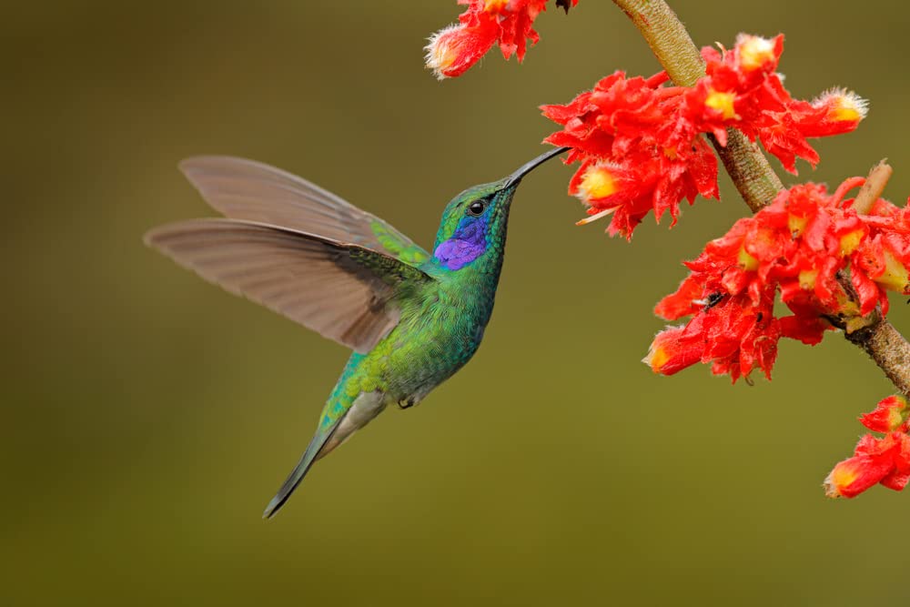 Wildflower Seeds Butterfly and Humming Bird Mix - Large 2 Ounce Packet 7,500+ Seeds - 21 Open Pollinated Annual and Perennial Species