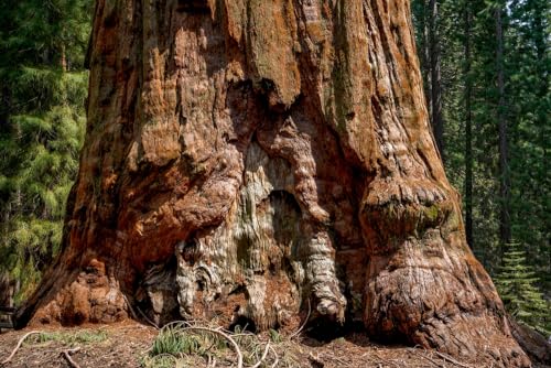 1 Giant Sequoia Tree Seedling for Planting - Grow Giant Redwood Trees (1 Seedling)