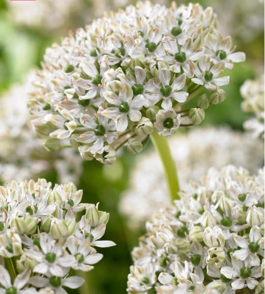 Tall Allium Nigrum Bulbs for Planting - Black Garlic Bulbs