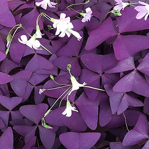 Oxalis Triangularis 10 Bulbs - Purple Shamrocks Lucky Lovely Flowers Bulbs Grows Indoor or Outdoor- Ships from Iowa, Made in USA