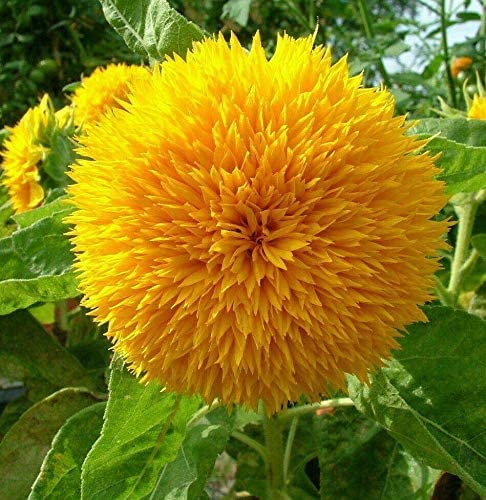 RattleFree Sunflower Seeds for Planting | Heirloom & Non-GMO | 50 Red Sun Sunflower Seeds to Plant in Home Gardens | Full Planting Instructions on Each Planting Packet
