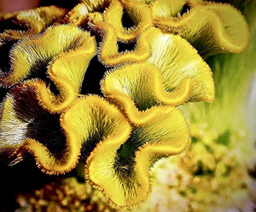 Cockscomb Seeds - 100 Seeds - Amazing Garden Flower - Made in USA - Celosia Seeds