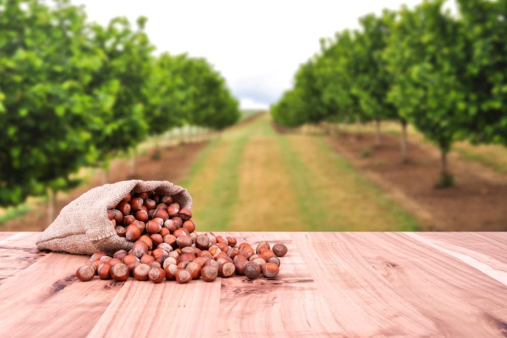 American Hazelnut Tree Seeds for Planting - Corylus Americana -
