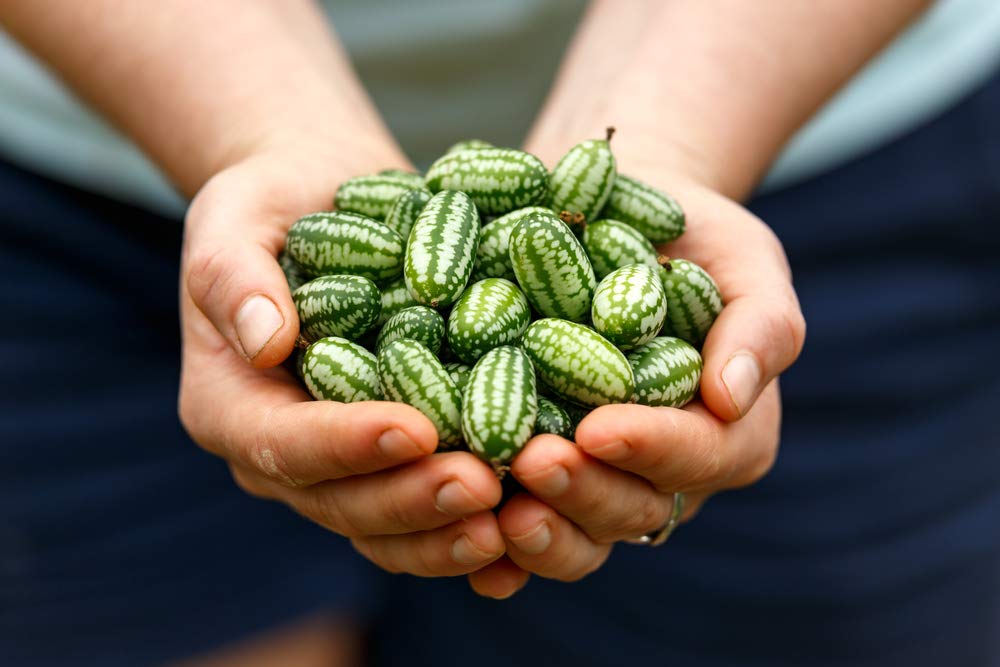 Mouse Melon Seeds | 20 Seeds | Grow This Exotic and Rare Garden Fruit | Cucamelon Seeds, Tiny Fruit to Grow