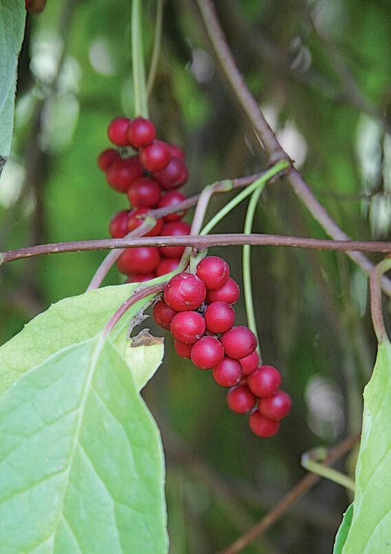 Chinese Magnolia Vine Seeds for Planting (10 Seeds) - Schisandra chinensis - Five Flavor Berry