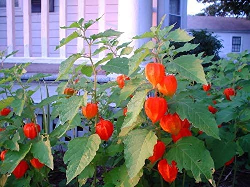 Chinese Lantern Bulbs for Planting - Stunning Lantern Shaped Seed Pods - Bulbs Not Seeds - Perennial Flower for Garden or Container