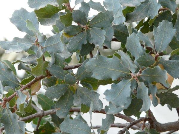 Blue Oak Tree Seeds for Planting | 5 Big Healthy Seeds | Blue Oak is Prized for Attractive Leafs and Acorns