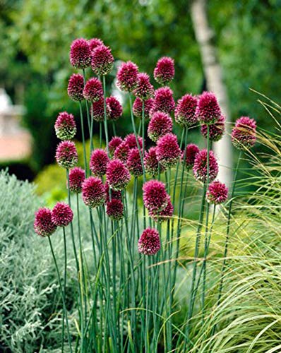 25 Allium Drumstick Bulbs for Planting - Exotic Blooming Onion - Beautiful Spring Flowers