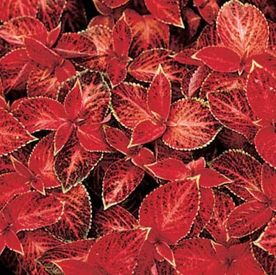 Coleus Red Velvet Seeds for Planting (50 Seeds) - Vibrant Blooms, Great for Shade or Indoors