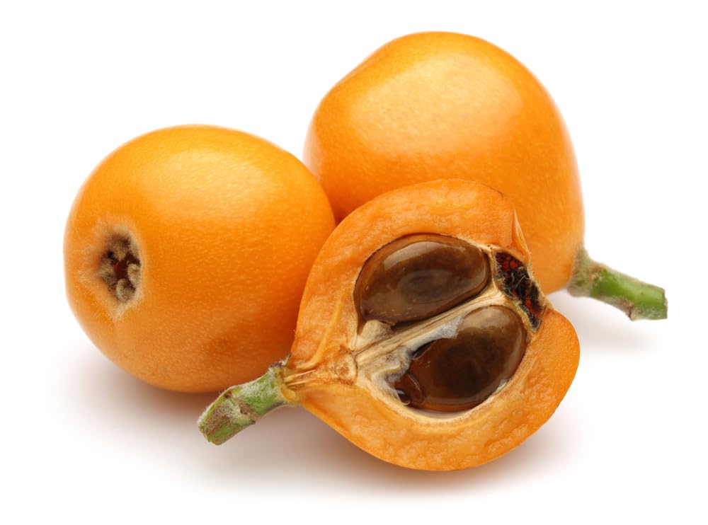 Loquat Shrub Seeds for Planting - Eriobotrya japonica (5 Seeds)
