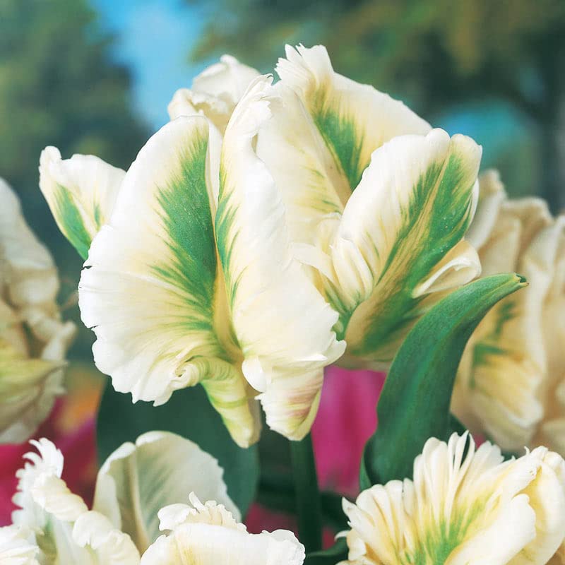 10 Super Parrot Tulip Bulbs for Planting - Easy to Grow - Ships from Iowa