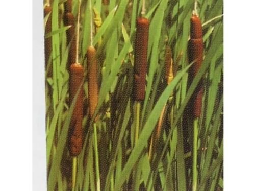COMMON BROADLEAF CATTAIL SEEDS ( TYPHA LATIFOLIA )