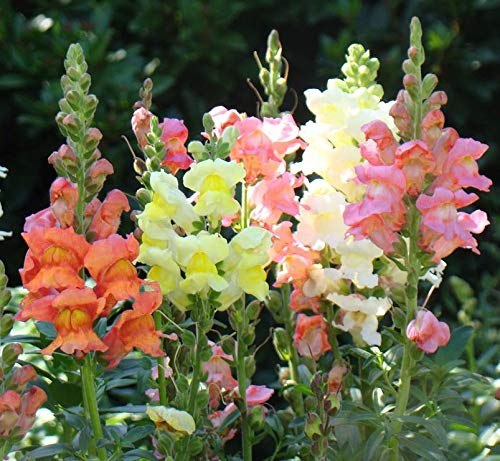 GreenCreator Mixed Snapdragon Dwarf 100 Seeds Pollinator Annual Flowers Seed Planting Outdoors Garden