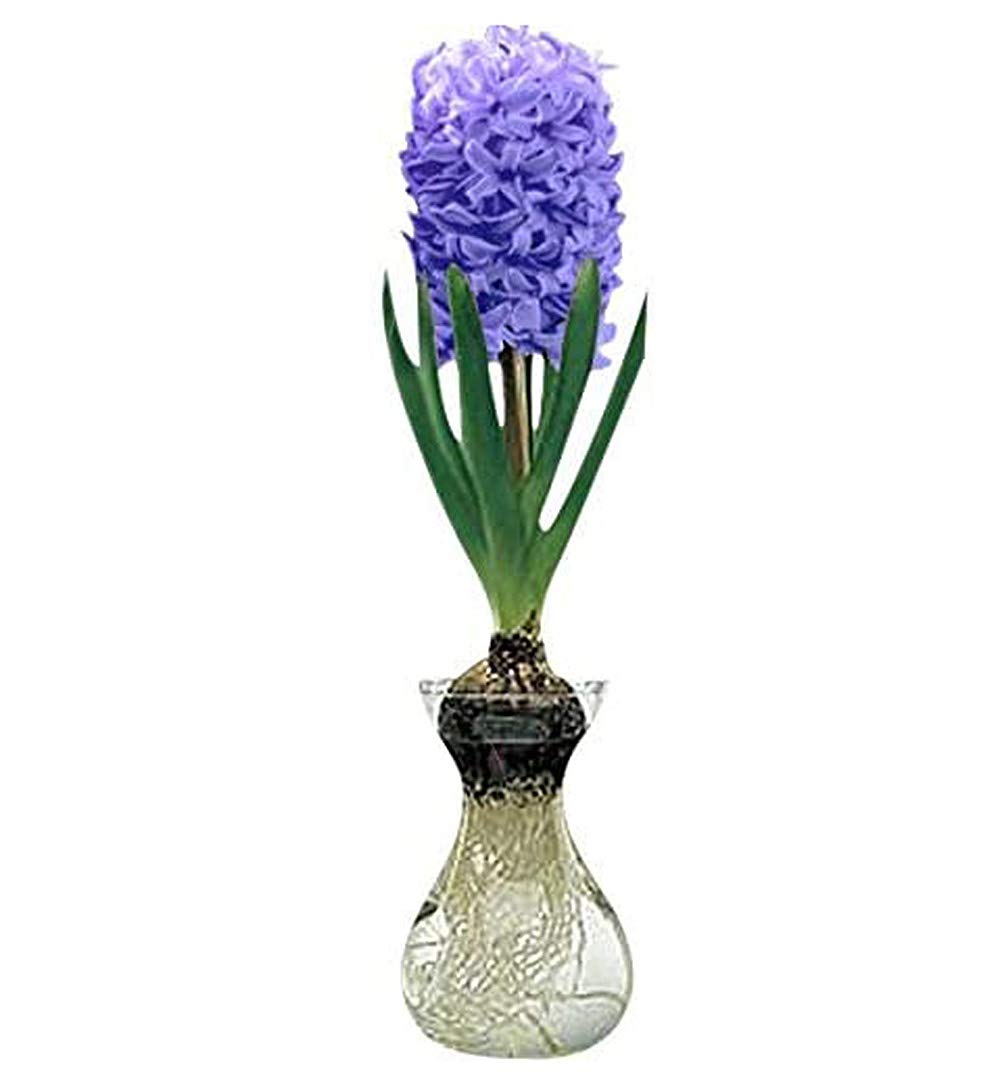 Royal Purple Hyacinth Bulb and Glass Vase for Forcing