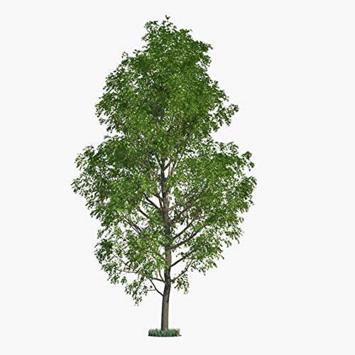 50 Hybrid Poplar Tree Cuttings - Fast Growing Trees - Grow 50 Cottonless Poplar Trees