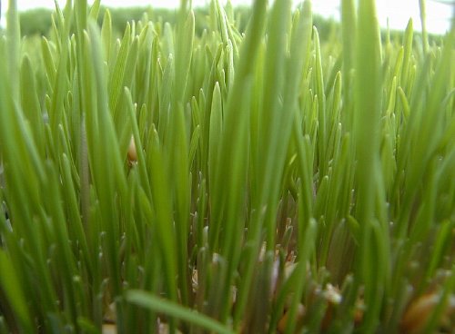 5lb Kansas Wheat, Wheat Seed, Cat Grass, Wheat Grass, Better Than Organic