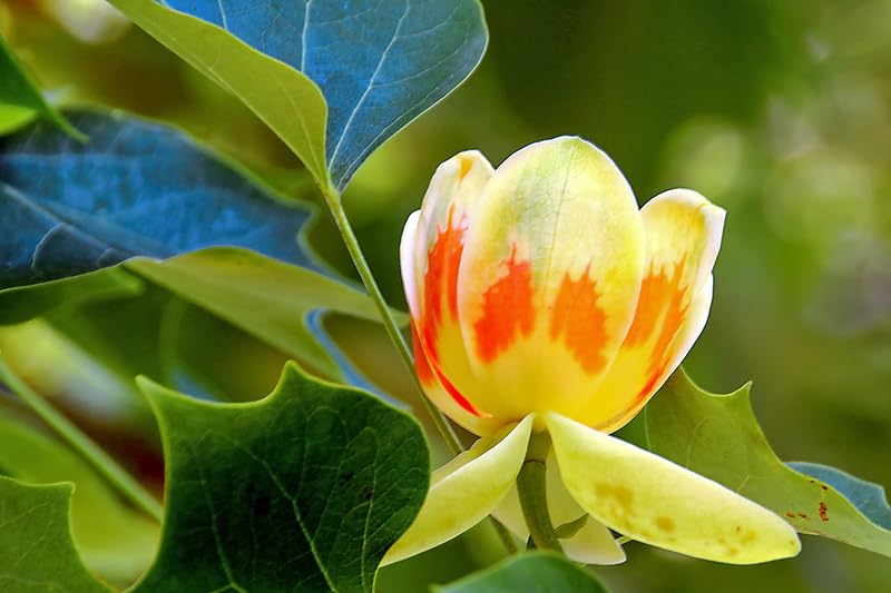 Tulip Poplar Seeds for Planting (30 Seeds) - Stunning Tulip Shaped Flowers - Fast Growing Tree