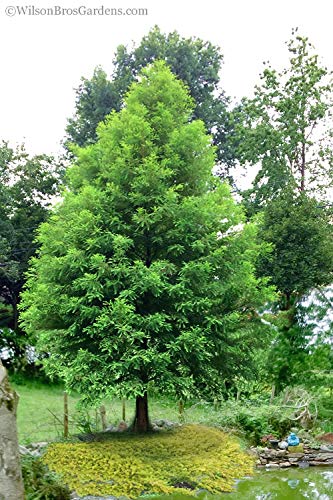 Bald Cypress Seeds for Planting | 10 Seeds | Exotic Evergreen Tree Seeds to Grow, Great for Landscaping and Hedge Rows