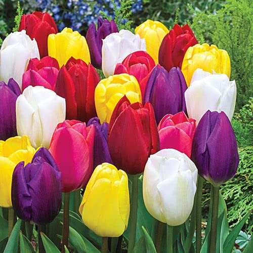 Mixed Color Tulip Bulbs for Planting - Ships from Iowa, USA