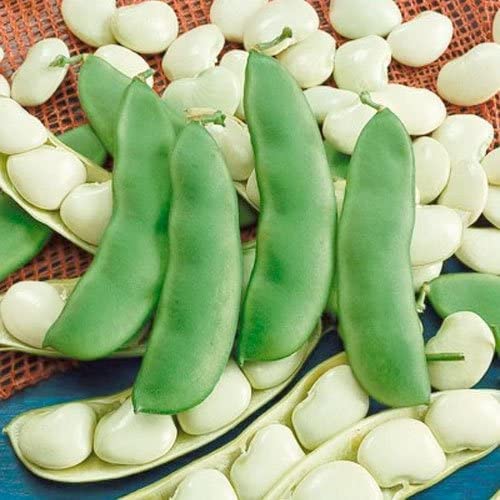 75 Lima Bean Seeds for Planting - Easy to Grow - Fordhook 242 Lima Bean, Award WInning
