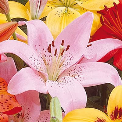 Asiatic Lily Rosella's Dream Bulbs for Planting - Pink Oriental Lily, Beautiful Perennial for Any Garden