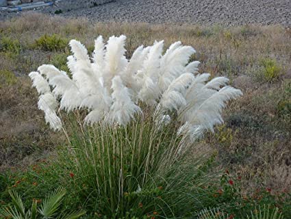 Giant White Pampas Grass Seeds - 500 Seeds - Ships from Iowa, Made in USA - Ornamental Landscape Grass or Privacy Plant