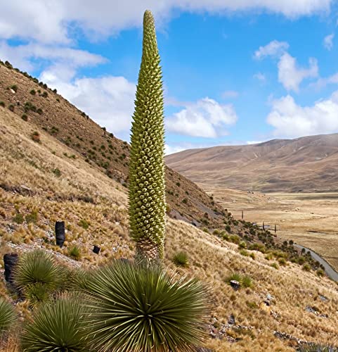 10 Queen of The Andes Seeds for Planting - Grow Rare and Exotic Puya