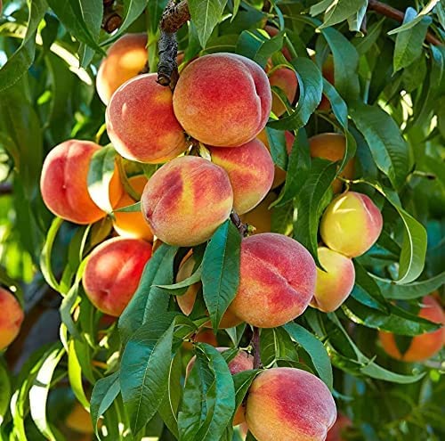 Peach Tree Seeds - Grow Delicious Peaches - Made in USA. Ships from Iowa