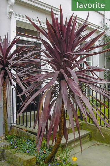 30 Red Cabbage Palm Tree Seeds for Planting - Cordyline obtecta 'Purpurea'