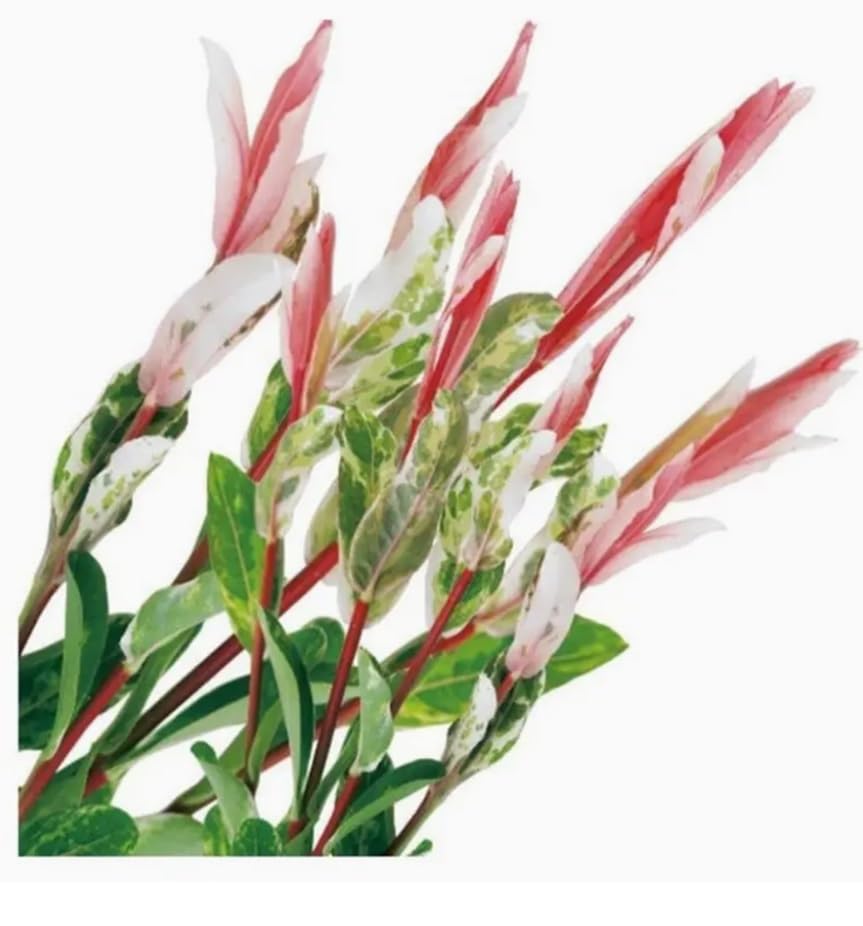 2 Pink Flamingo Willow Bush Cuttings to Grow - Stunning Color, Great for Bonsai (2 Cuttings)