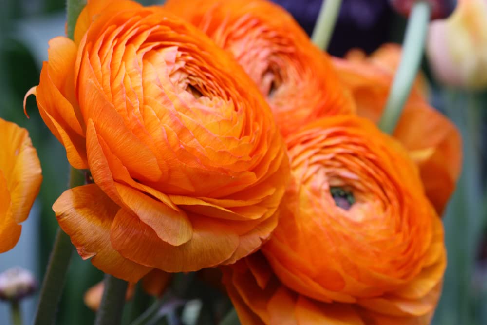 Orange Ranunculus Bulbs for Planting - (10 Bulbs)