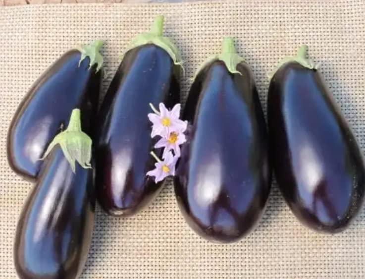 American Hybrid Eggplant Seeds for Planting (20 Seeds) - A1014 Hybrid American Eggplant