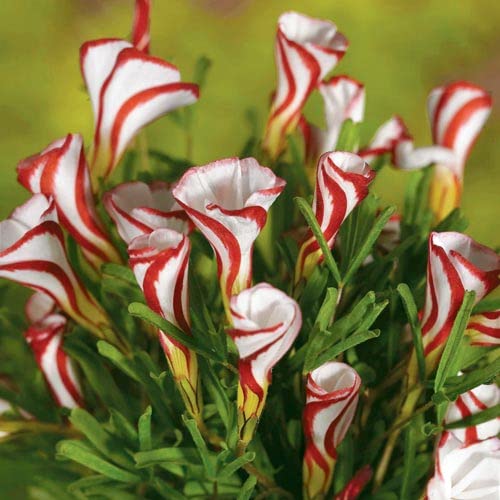Candy Cane Sorrel Bulbs for Planting - Oxalis versicolor - Stunning Candy Cane Colored Blooms
