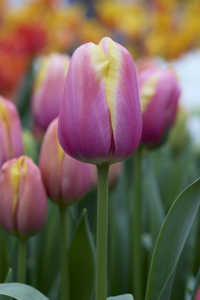 10 Magnum Beauty Tulip Bulbs for Planting - Easy to Grow Perennial Tulip Flower Bulbs - Stunning Color (10 Bulbs)