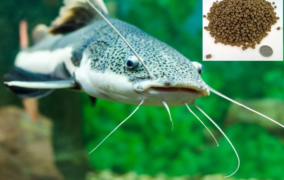 CZ Grain Premium Floating Fish Food Pellets | Pond or Lake Fish Food, Bring Fish to The Surface for Feeding