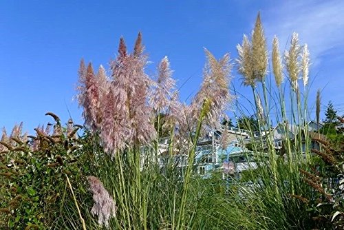 Ecowus Pink Pampas Grass Cortaderia Selloana Rosea Ornamental Flower - 200 Seeds