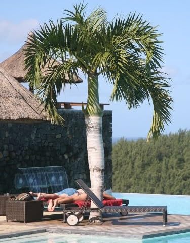 10 Spindle Palm Tree Seeds for Planting - Hyophorbe verschaffeltii