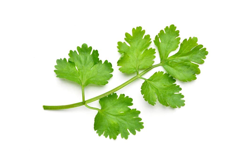 Cilantro Seeds | 500+ Seeds | Herb Garden Seeds for Planting. Indoor Herb Garden, Good Outdoor Herbs