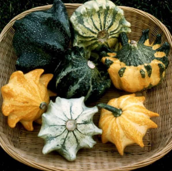 Crown of Thorns Gourd Seeds for Planting (10 Seeds) - Exotic Squash with Fingers That Looks Like a Crown
