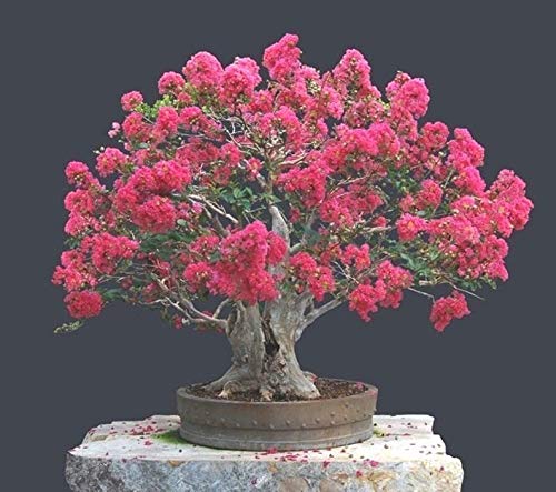 Crape Myrtle Bonsai Tree Seeds - 20 Seeds - Exotic Bark and Vibrant Flowers - Ships from Iowa. Made in USA