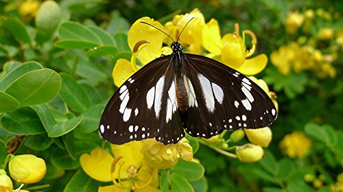 BSNKRY Cassia Alata Medicinal Senna Candle Bush Tree Butterflies Garden Plant 100 Seeds