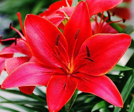 Red Lily Bulbs for Planting - Stunning Perennail Lily Bulbs for Garden or Container Growing