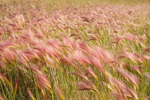 30 Squirrel Tail Grass Seeds for Planting - Hordeum jubatum