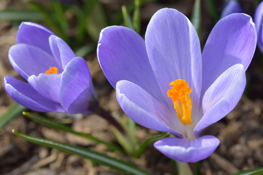 Crocus Flower Record Bulbs for Planting - Perennial Garden Flowers