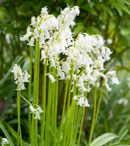 Spanish Whitebells Bulbs for Planting - Hyacinthoides Hispanica White - Easy to Grow Perennial Flowers for Garden or Container Growing (20 Bulbs)