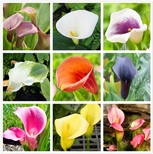 Calla Lily Bulbs for Planting, Mixed Color - Big Healthy Bulbs for Growing