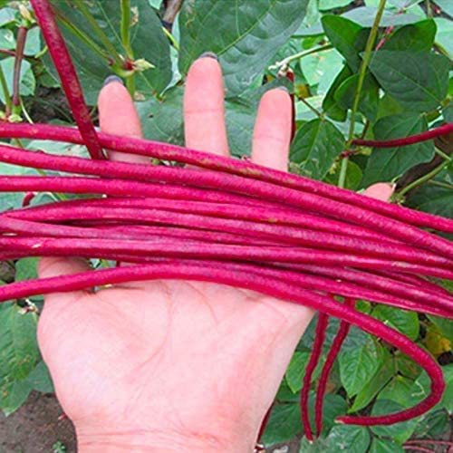 Asian Red Long Bean Seeds for Planting (30 Seeds) - Red Cowpea, Delicious and Huge Bean Pods