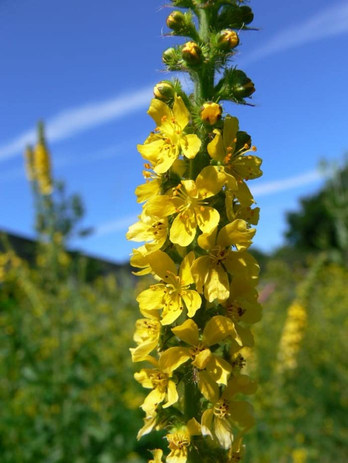 Church Steeples Wildflower Seeds for Planting (100 Seeds) - Agrimonia eupatoria