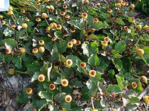 Toothache Plant- 100 Seeds